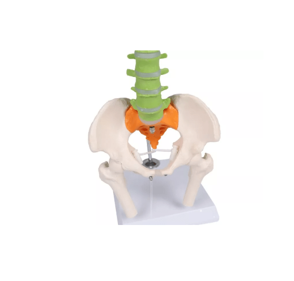 Flexible Miniaturwirbelsäule, didaktisch - Erler - Zimmer